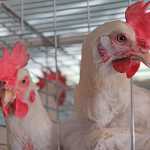 Zim poultry production shows 1% decline in 2016
