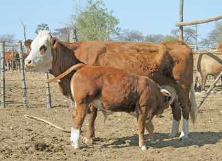 How to develop and manage a small beef cattle herd