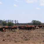 R380m for disaster management not used for drought relief