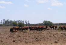 R380m budgeted for disaster relief not used for drought R380m for disaster management not used for drought relief