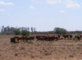 R380m for disaster management not used for drought relief