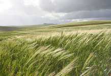 SA agriculture not investing in development – Prof Karaan SA agriculture not investing in development – Prof Karaan