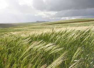 SA agriculture not investing in development – Prof Karaan