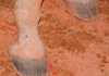 Does your horse suffer from thrush? Follow these guidelines