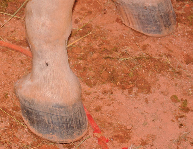 Does your horse suffer from thrush? Follow these guidelines Does your horse suffer from thrush? Follow these guidelines