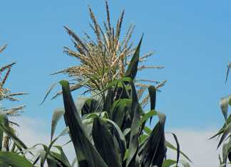 Fall army worm outbreak reported in Uganda