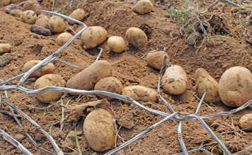 Fall armyworm spreads to Mpumalanga potato crops