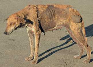 Animal health: rabies