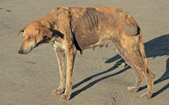 Animal health: Rabies Animal health: Rabies