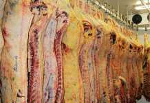 Red meat industry must control its own future