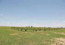 rhino breeding