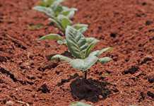 After planting, seedlings do not grow for about three weeks. Thereafter, they grow to about hip-height in a matter of weeks.