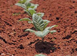 After planting, seedlings do not grow for about three weeks. Thereafter, they grow to about hip-height in a matter of weeks.