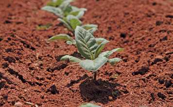 After planting, seedlings do not grow for about three weeks. Thereafter, they grow to about hip-height in a matter of weeks.