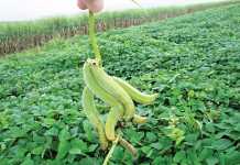 The benefits of cover crops for CA smallholder farmers