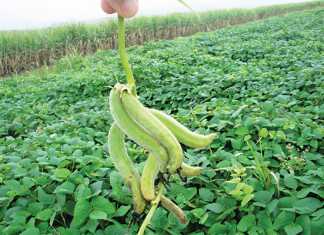 The benefits of cover crops for CA smallholder farmers