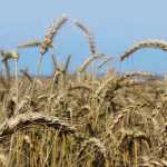 Agbiz upbeat about SA agricultural sector
