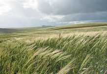 Possible EU subsidy cuts could benefit SA agriculture Possible EU subsidy cuts could benefit SA agriculture