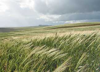 Possible EU subsidy cuts could benefit SA agriculture