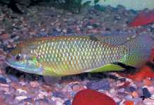 The rise and fall of ornamental fish culture