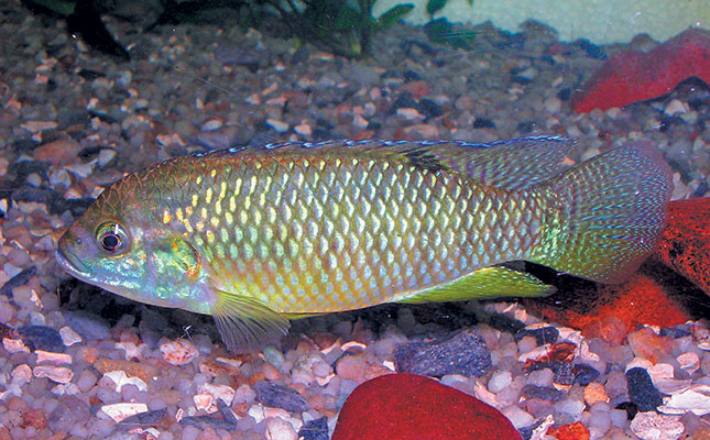 The rise and fall of ornamental fish culture The rise and fall of ornamental fish culture