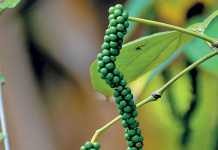 Growing pepper: simple steps to follow