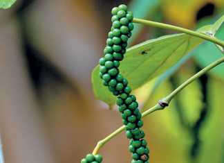 Growing pepper: simple steps to follow