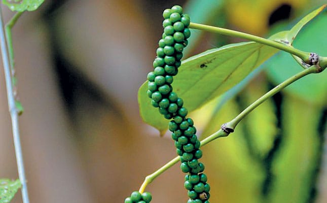 Growing pepper: simple steps to follow Growing pepper: simple steps to follow