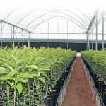 Innovation drives citrus nursery’s 450% production increase