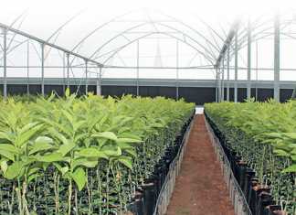 Innovation drives citrus nursery’s 450% production increase