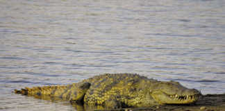 DNA results confirm hunter’s remains in crocodile