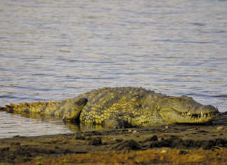 DNA results confirm hunter’s remains in crocodile DNA results confirm hunter’s remains in crocodile