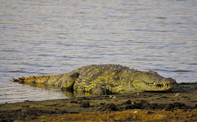 DNA results confirm hunter’s remains in crocodile
