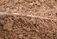 Dealing with eelworm