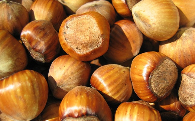 Vigorous growth predicted for global hazelnut market Vigorous growth predicted for global hazelnut market