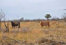 Limited govt drought aid forces farmers to innovate