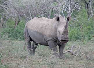 Local trade in rhino horn now legal