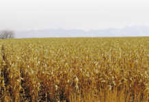 SA expected to regain net maize export status