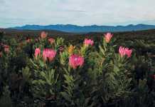 Study finds longer hot, dry summers threaten fynbos diversity Study finds longer hot, dry summers threaten fynbos diversity