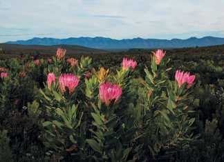 Study finds longer hot, dry summers threaten fynbos diversity