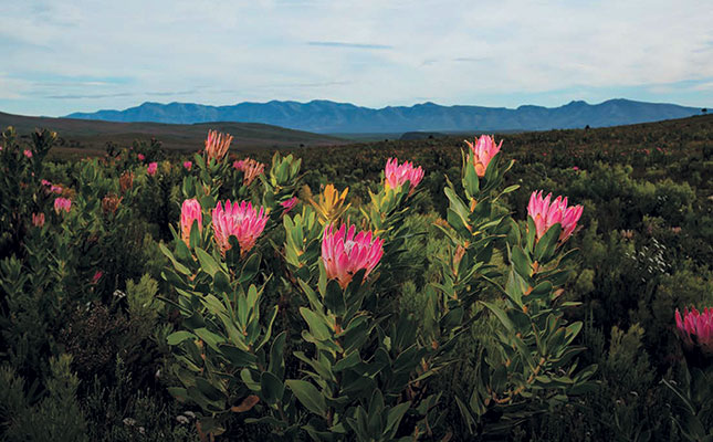 Study finds longer hot, dry summers threaten fynbos diversity Study finds longer hot, dry summers threaten fynbos diversity