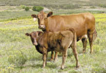 Western Cape Young Farmer finalists announced