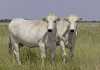 Zimbabwe plans to revive beef industry