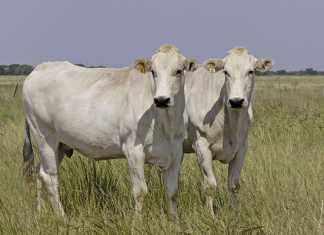 Zimbabwe plans to revive beef industry