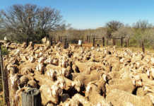 SA leads fight against antimicrobial resistance World Veterinary Day showcases SA’s disease prevention tech