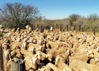 World Veterinary Day showcases SA’s disease prevention tech