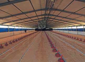 Poultry: choose the right bedding for better broilers