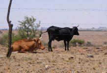 How to sustainably manage livestock after a drought cattle in drought conditions