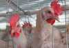 EU denies dumping chicken in South Africa