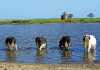 Biological farming ensures dairy farm’s success Biological farming ensures dairy farm’s success